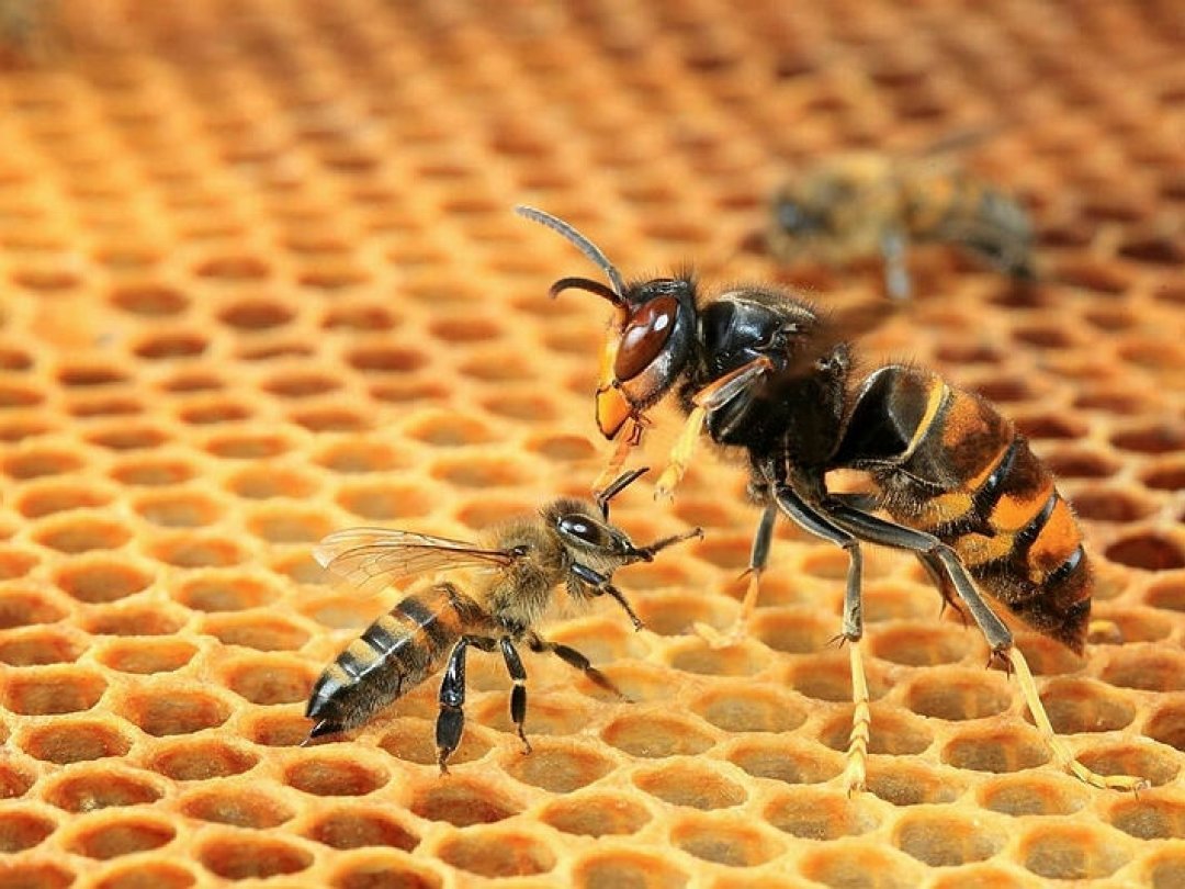 Le frelon asiatique (à droite) dévore les abeilles à la sortie des ruches.