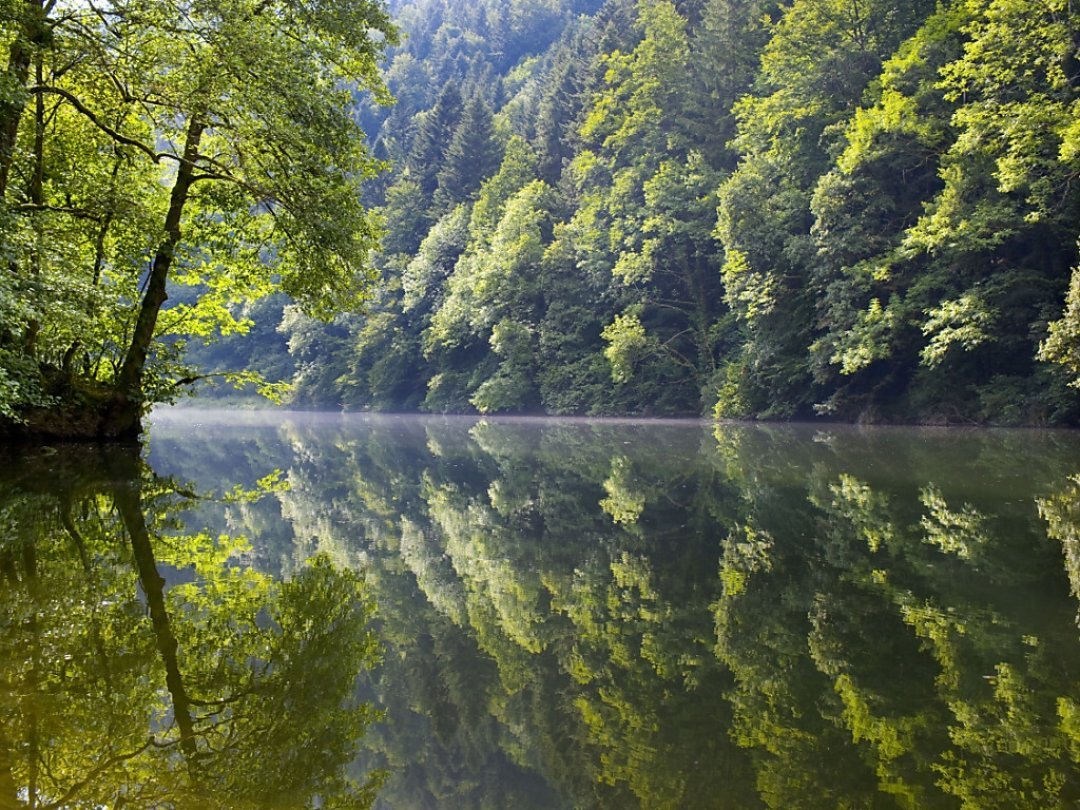 La rivière indolente du Doubs abrite les derniers spécimens de l'apron, surnommé «Roi du Doubs».